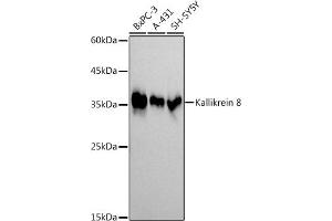 Western blot analysis of extracts of various cell lines, using (ABIN7268065) at 1:1000 dilution. (Kallikrein 8 Antikörper)