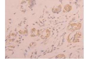 IHC-P analysis of Human Stomach Tissue, with DAB staining. (FGL1 Antikörper  (AA 23-312))
