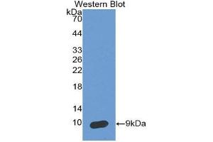 Western Blotting (WB) image for anti-serpin Peptidase Inhibitor, Clade B (Ovalbumin), Member 4 (SERPINB4) (AA 144-298) antibody (ABIN2118810) (SERPINB4 Antikörper  (AA 144-298))