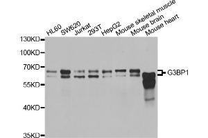 Western blot analysis of extracts of various cell lines, using G3BP1 antibody. (G3BP1 Antikörper)