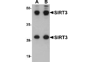 Western blot analysis of SIRT3 in mouse heart tissue lysate with SIRT3 antibody at (A) 1 and (B) 2 µg/mL. (SIRT3 Antikörper  (Middle Region))