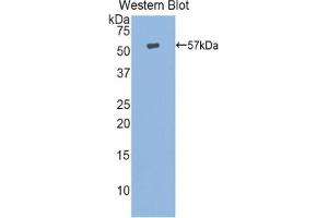 HSPA14 Antikörper  (AA 1-509)