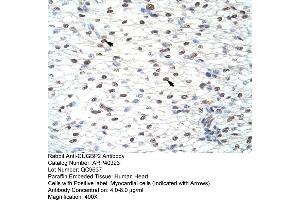 Rabbit Anti-CUGBP2 Antibody  Paraffin Embedded Tissue: Human Heart Cellular Data: Myocardial cells Antibody Concentration: 4. (CELF2 Antikörper  (N-Term))
