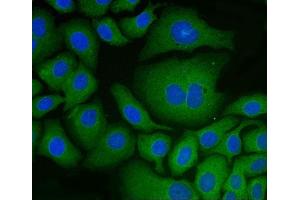 IF analysis of PDIA6 using anti-PDIA6 antibody (ABIN7600554). (PDIA6 Antikörper  (AA 20-440))