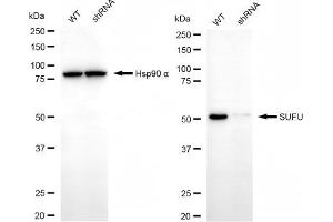 Western blotting analysis using SUFU antibody (ABIN7800467). (SUFUH Antikörper)