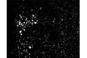 Sample Type: Embryonic Spinal Cord  Dilution: 1:200 (ZEB2 Antikörper  (N-Term))