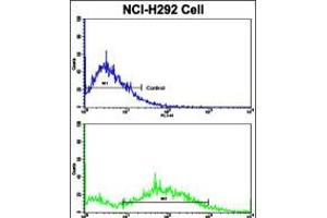 Flow cytometric analysis of NCI-H292 cells using Cyclin E1 Antibody (bottom histogram) compared to a negative control cell (top histogram). (Cyclin E1 Antikörper  (C-Term))