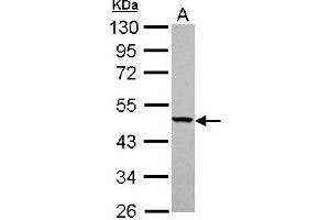 Image no. 2 for anti-Tyrosyl-tRNA Synthetase 2, Mitochondrial (YARS2) (AA 1-227) antibody (ABIN1501788) (YARS2 Antikörper  (AA 1-227))