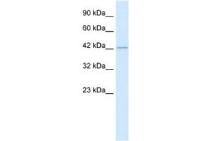 WB Suggested Anti-HDAC8 Antibody Titration:  0. (HDAC8 Antikörper  (C-Term))