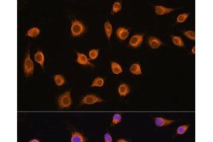 Immunofluorescence analysis of L929 cells using SLC20A1 Polyclonal Antibody at dilution of 1:100. (SLC20A1 Antikörper)
