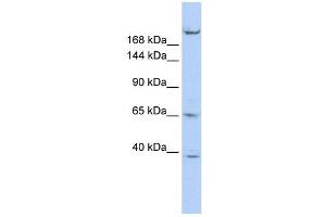 KIF13B antibody used at 1 ug/ml to detect target protein.