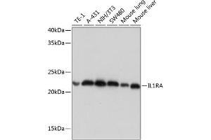 Western Blotting (WB) image for anti-Interleukin 1 Receptor Antagonist (IL1RN) antibody (ABIN7267971)