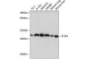 Western blot analysis of extracts of various cell lines, using IL1RA Rabbit mAb (ABIN7267971) at 1:1000 dilution. (IL1RN Antikörper)