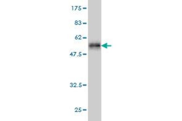 PCTP Antikörper  (AA 1-214)