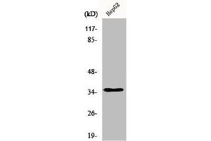 Western Blot analysis of HepG2 cells using hnRNP A2/B1 Polyclonal Antibody
