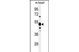 Western blot analysis of 5NT1A Antibody (N-term) (ABIN653871 and ABIN2843123) in mouse heart tissue lysates (35 μg/lane). (NT5C1A Antikörper  (N-Term))