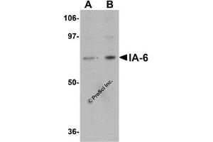Western Blotting (WB) image for anti-Insulinoma-Associated 2 (INSM2) (C-Term) antibody (ABIN1030427) (INSM2 Antikörper  (C-Term))