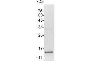 SDS-PAGE (SDS) image for Interleukin 3 (IL-3) (Active) protein (His tag) (ABIN7884493)