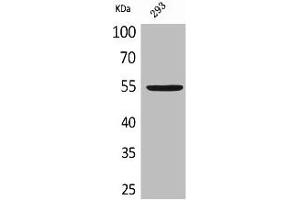 Western Blot analysis of 293 cells using GDF-5 Polyclonal Antibody (GDF5 Antikörper  (Internal Region))