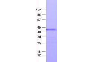 Validation with Western Blot (ZNF558 Protein (His tag))