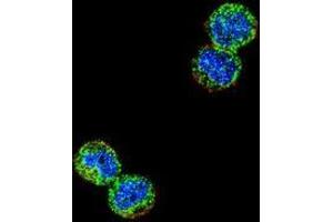Immunofluorescence (IF) image for anti-Nuclear Factor of kappa Light Polypeptide Gene Enhancer in B-Cells Inhibitor-Like 1 (NFKBIL1) (AA 256-289), (Middle Region) antibody (ABIN953695)