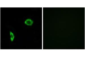 Immunofluorescence (IF) image for anti-Prostacyclin Receptor (PTGIR) (AA 198-247) antibody (ABIN2891076) (Prostacyclin Receptor Antikörper  (AA 198-247))