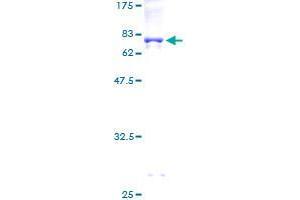 SDS-PAGE (SDS) image for RUN Domain Containing 3A (RUNDC3A) (AA 1-405) protein (GST tag) (ABIN1318988) (RUNDC3A Protein (AA 1-405) (GST tag))