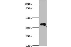 Western blot All lanes: Phytanoyl-CoA dioxygenase, peroxisomal antibody at 4 μg/mL + Mouse liver tissue Secondary Goat polyclonal to rabbit IgG at 1/10000 dilution Predicted band size: 39, 28 kDa Observed band size: 39 kDa (PHYH Antikörper  (AA 1-338))