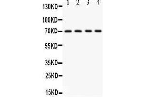 KCNMA1 antibody  (AA 124-467)