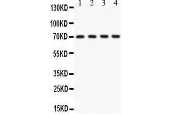 KCNMA1 antibody  (AA 124-467)