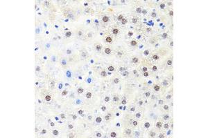 Immunohistochemistry of paraffin-embedded rat liver using POLR2B antibody. (POLR2B Antikörper)