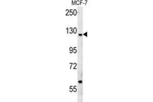 Western Blotting (WB) image for anti-Cut-Like Homeobox 1 (CUX1) antibody (ABIN3002484) (CUX1 Antikörper)