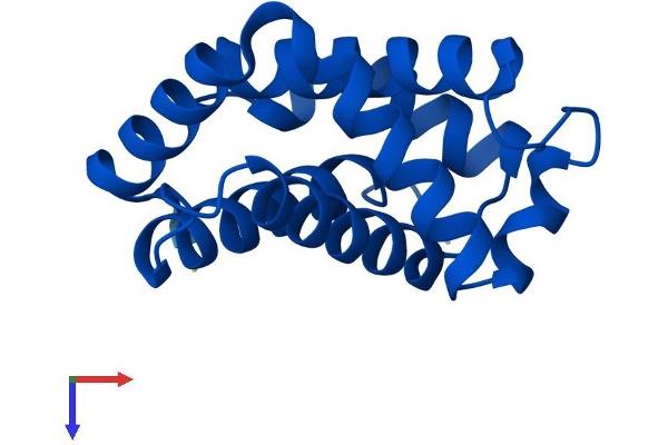 HBQ1 Protein (AA 1-142) (His tag)