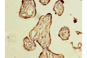 Immunohistochemistry of paraffin-embedded human placenta tissue using ABIN7162035 at dilution of 1:100