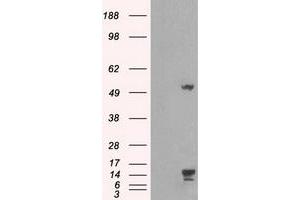 Image no. 5 for anti-Transmembrane Protein 100 (TMEM100) antibody (ABIN1501422) (TMEM100 Antikörper)