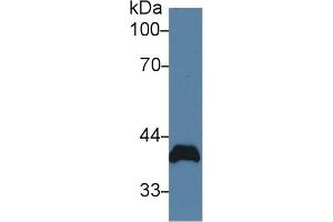 Poliovirus Receptor Antikörper  (AA 22-255)