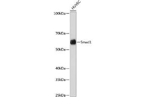Western blot analysis of extracts of HUVEC cells, using Smad1 antibody (ABIN7270343) at 1:1000 dilution.
