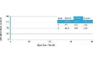 Protein Array (PAr) image for anti-Parvalbumin (PVALB) antibody (ABIN7456108) (PVALB Antikörper)