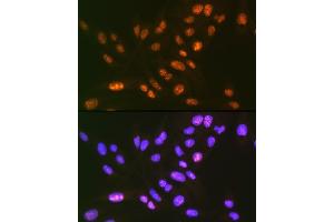 Immunofluorescence analysis of U-2 OS cells using SF3B3/S Rabbit mAb (ABIN7270544) at dilution of 1:100 (40x lens). (SF3B3 Antikörper)