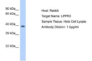 Western Blotting (WB) image for anti-Lipid Phosphate Phosphatase-Related Protein Type 3 (LPPR3) (Middle Region) antibody (ABIN2783957)
