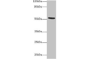 Western blot All lanes: CHRNA1 antibody at 2 μg/mL + Recombinant Acetylcholine receptor subunit alpha protein 0.