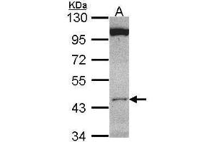 WB Image Sample (30 ug of whole cell lysate) A: HCT116 10% SDS PAGE antibody diluted at 1:1000 (CLUAP1 Antikörper)