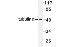 Image no. 1 for anti-Tubulin, alpha 1B (TUBA1B) antibody (ABIN272103) (TUBA1B Antikörper)