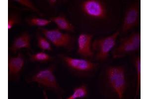 Immunofluorescence staining of methanol-fixed HeLa cells using ATF-2 (phospho-Thr73 or 55) antibody (E011032, Red) (ATF2 Antikörper  (pThr55, pThr73))