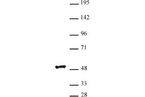 RING1 antibody (pAb) tested by Western blot. (RING1 Antikörper  (C-Term))