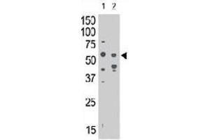 The SIGLEC7 polyclonal antibody  is used in Western blot to detect SIGLEC7 in mouse liver tissue lysate (lane 1) and in HL-60 cell lysate (lane 2) . (SIGLEC7 Antikörper  (N-Term))