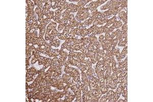 Immunohistochemical staining of human liver with OAF polyclonal antibody  shows strong cytoplasmic positivity in hepatocytes. (OAF Antikörper)