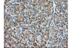 Immunohistochemical staining of paraffin-embedded Human liver tissue using anti-PDE4A mouse monoclonal antibody. (PDE4A Antikörper)