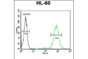 Flow cytometric analysis of HL-60 cells (right histogram) compared to a negative control cell (left histogram). (CD69 Antikörper  (AA 119-148))