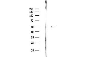 anti-Protein Kinase, CAMP Dependent, Catalytic, beta (PRKACB) (C-Term) antibody